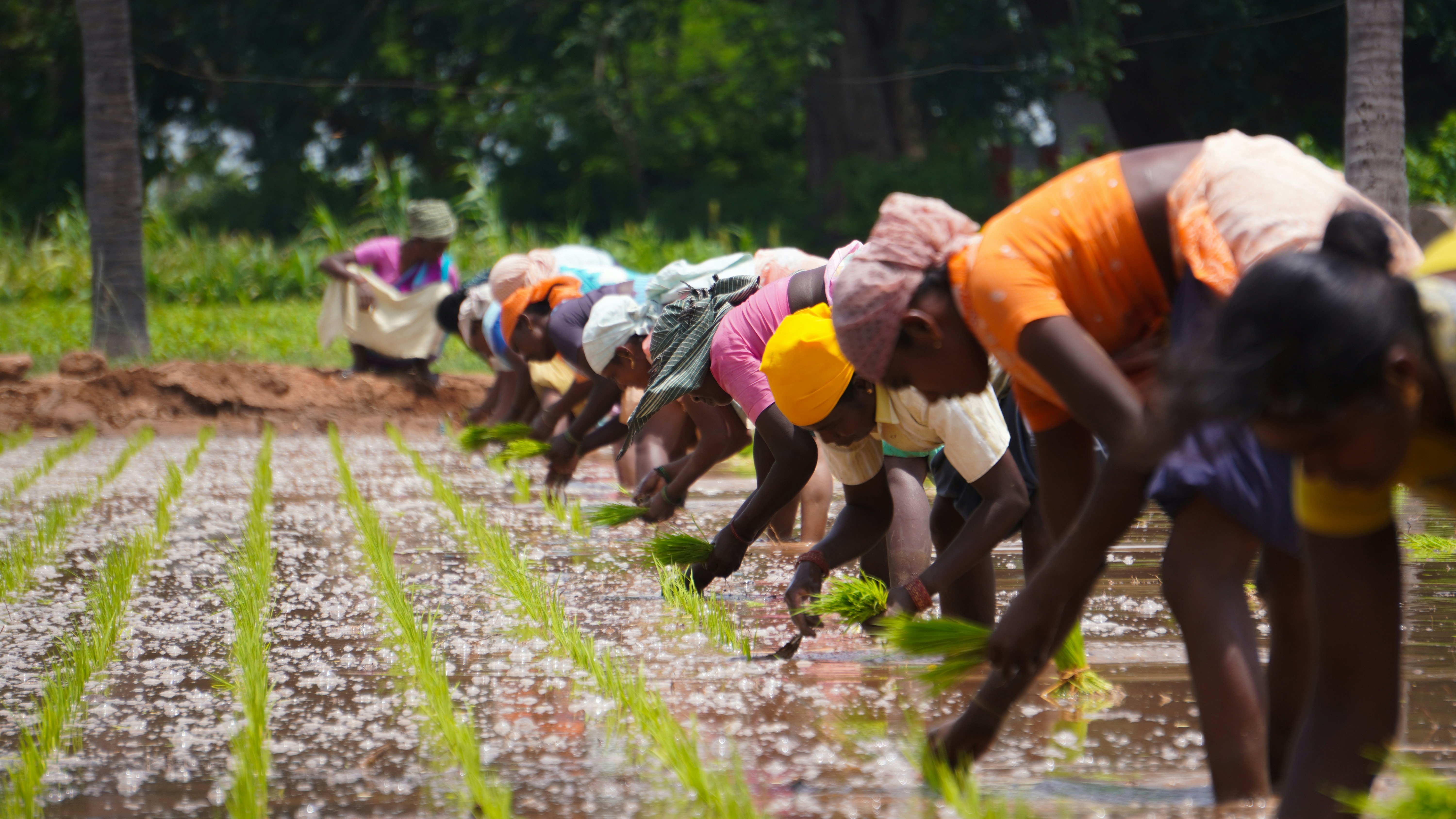 farmers farming